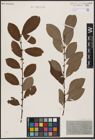Foto von Salix aurita L. x Salix caprea L.